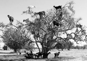 羊上树人均消费