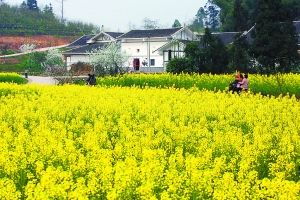 趁着好春光,周六到綦江永新看梨花吧