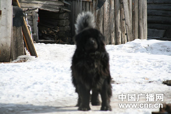 中央台记者走访额尔古纳俄罗斯族民族乡恩和