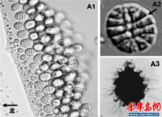 ������ԭ�����ﱻ���ֳ�������������"����"