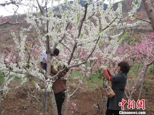 四川花卉生态旅游节在雅安汉源拉开帷幕
