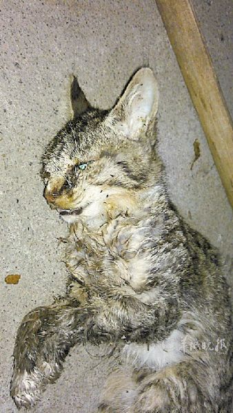 烈士陵园死猫数量急剧增加 与环卫工有关?
