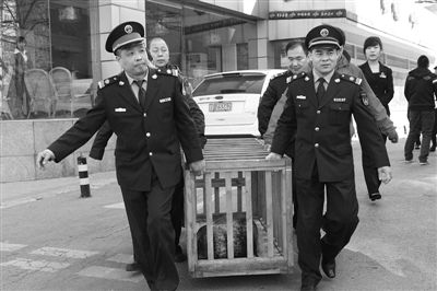 三只饭店海豹“移居”海底世界