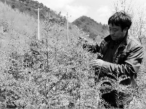 �����ũ��żȻ�����Լҡ���֬�ء����Ǳ������ֲ��춹ɼ��8���������������Ᵽ������