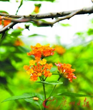 ̽�ظ�������Ȯ������ɽ��