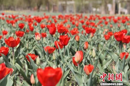 新疆将举办第七届郁金香节150万株鲜花迎游客