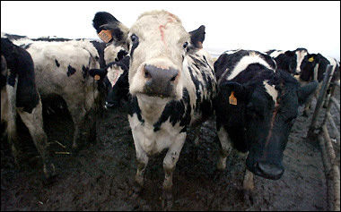 美国对韩国等未禁运美产牛肉的国家表示感谢