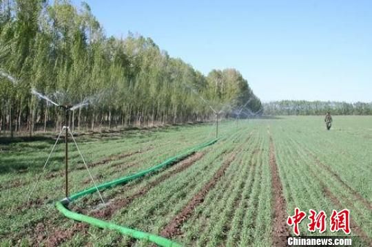 新疆兵团昭苏垦区干旱加重已造成损失千余万元