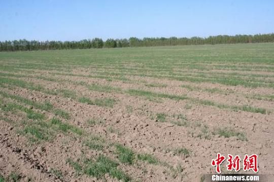 新疆兵团昭苏垦区干旱加重已造成损失千余万元