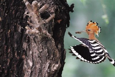 天性母爱_新浪新闻