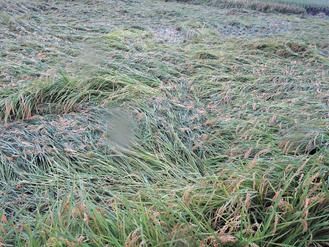 大雨致屏东1/3水稻倒伏农民辛苦4个月成果泡汤