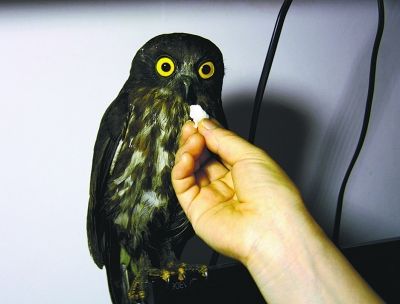 猫头鹰“折翼”坠地被爱心市民收养