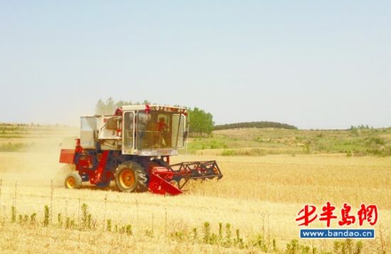 胶南麦收6月中旬结束比去年同期增产16%