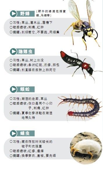 南京夏季6大咬人最猖狂恶虫飞蚂蚁咬一口疼