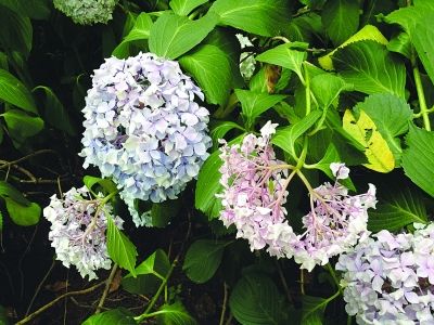 �������������򻨡�������