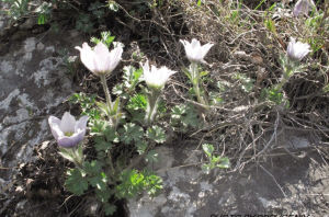 �����������֣�����ɽ��ͷ��