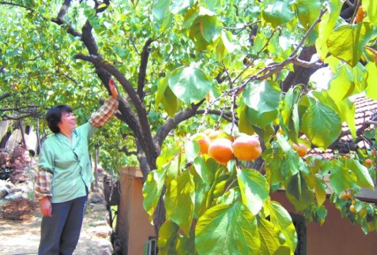 ��ɽ�����ˣ�������������Ӱ�