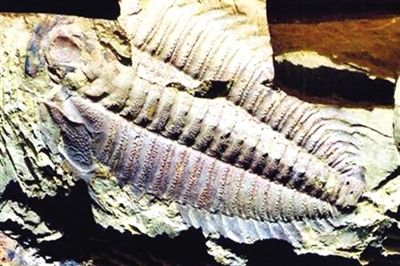 Ԫ�϶���ַ��������Ļ��Ų�