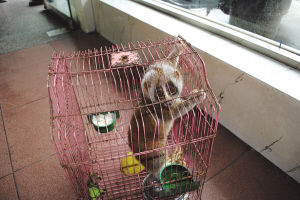 �⡰С͵����Ҳ̫���ˣ�