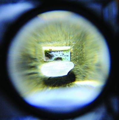 �̶��ϵ���è���նӡ���Խ���廨���