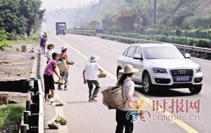 高速路沿线叫卖李子