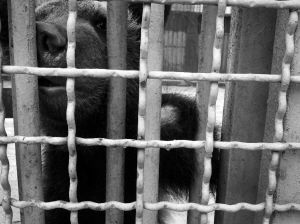 营口俩小熊打闹母熊咬断邻家小熊掌