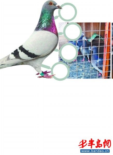 27万元买回两只鸽子养信鸽群体怕被偷被投诉