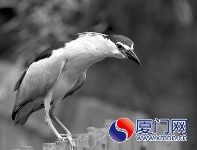 ��͵������ȷΪҹ��