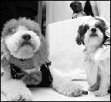 ��160��Ԫ���������