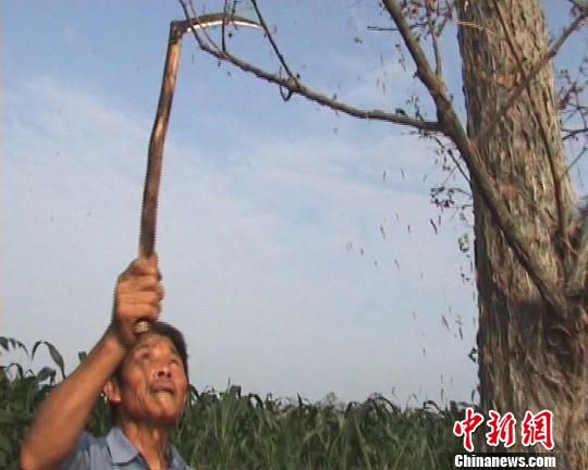 河南40万亩杨树遭虫灾 专家称不会危害庄稼