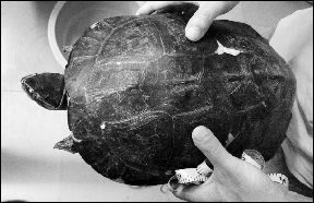 4000元买回百岁龟 不吃不喝愁坏主人