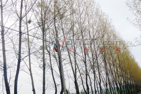村道旁现大批毛毛虫3天啃秃1000棵杨树