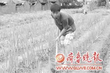 暑假这些日子包了家里农活