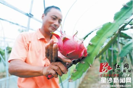 长沙县产热带植物火龙果上市