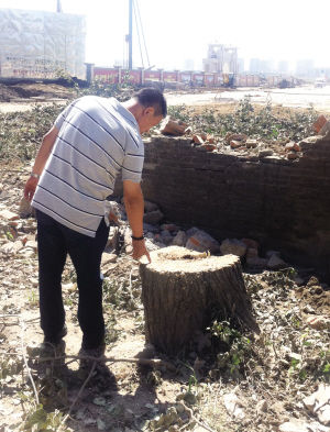 公路边27棵大树深夜被砍倒