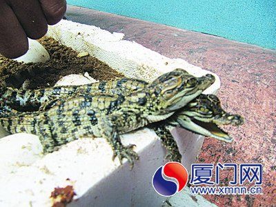 “花甲”巨鳄“老来得子”