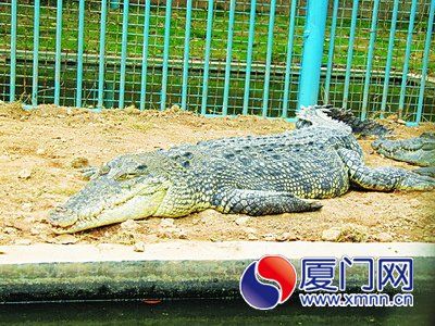 “花甲”巨鳄“老来得子”