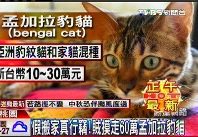 台2贼假搬家偷走名贵猫