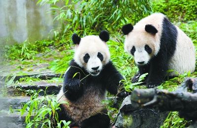 大熊猫朝阳和浩浩今抵宁 明天与市民见面