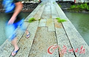 古桥流水孖樟情深