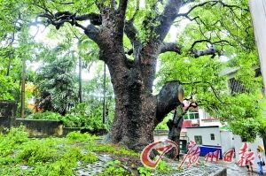 古桥流水孖樟情深