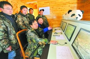 野外安家,熊猫安否?