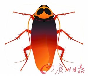 到四星酒店喝粥孕妇吃出“小强”
