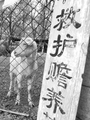 “动物福利”背后的喜与忧