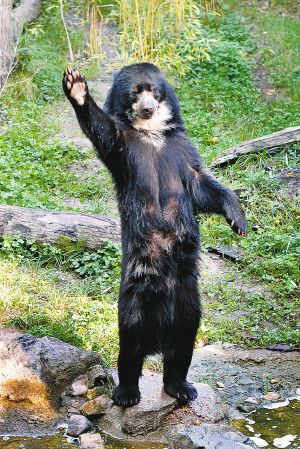 黑熊“招手”讨食