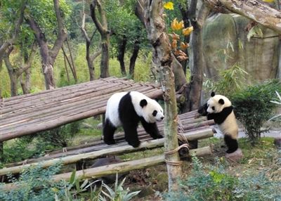 熊猫母女野放