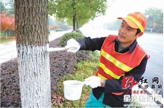 长沙县星沙城区7万余株行道树换装越冬