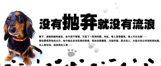 流浪小动物越来越多收容难专家提议以“绝育”取代猎杀