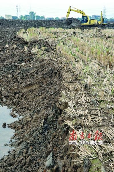 广东:明天的粮食在哪最后的“稻田守望者”