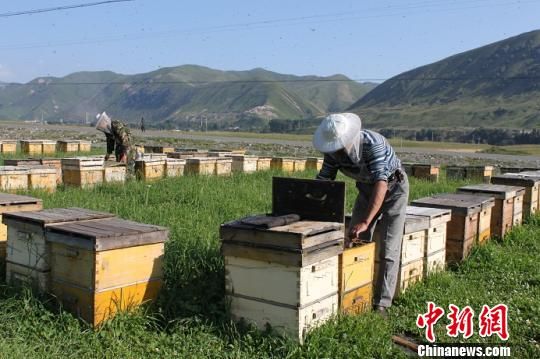 新疆尼勒克保护黑蜂资源 有望成国家级保护区